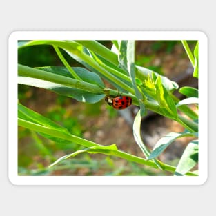 Hungry Hungry Ladybug Sticker